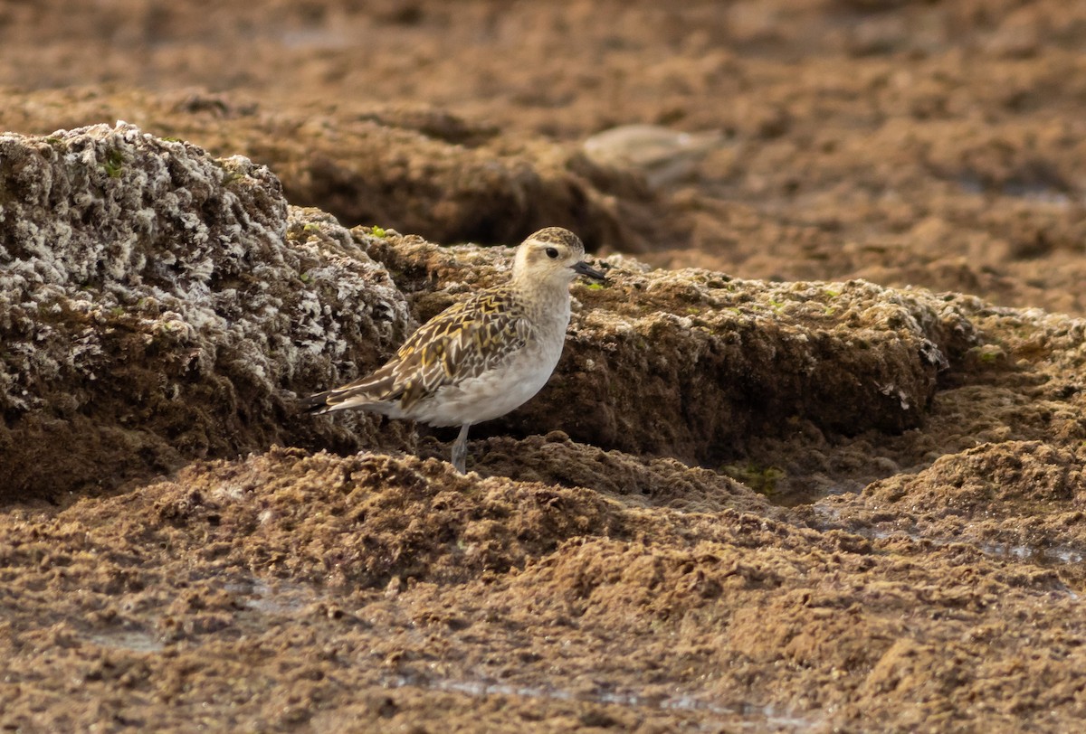 Pacific Golden-Plover - ML615351654