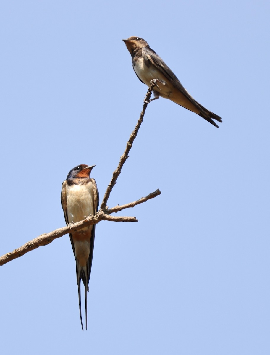Barn Swallow - Oğuzhan Değirmenci