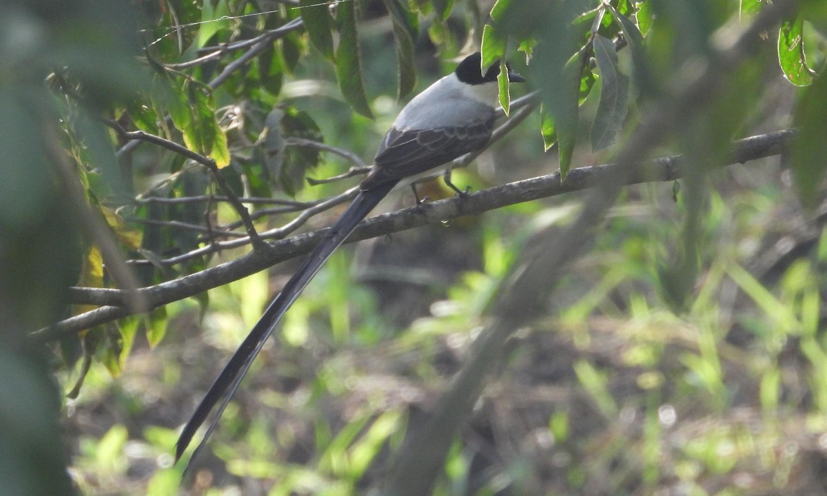 Fork-tailed Flycatcher - ML615351723