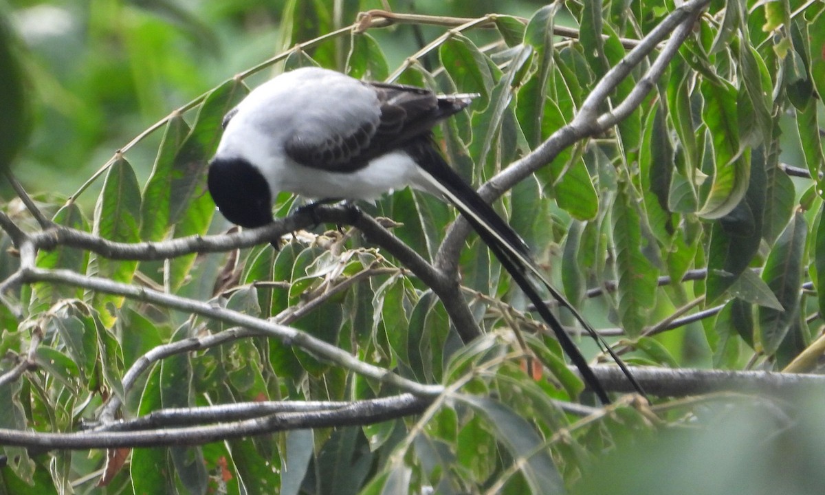 Fork-tailed Flycatcher - ML615351727