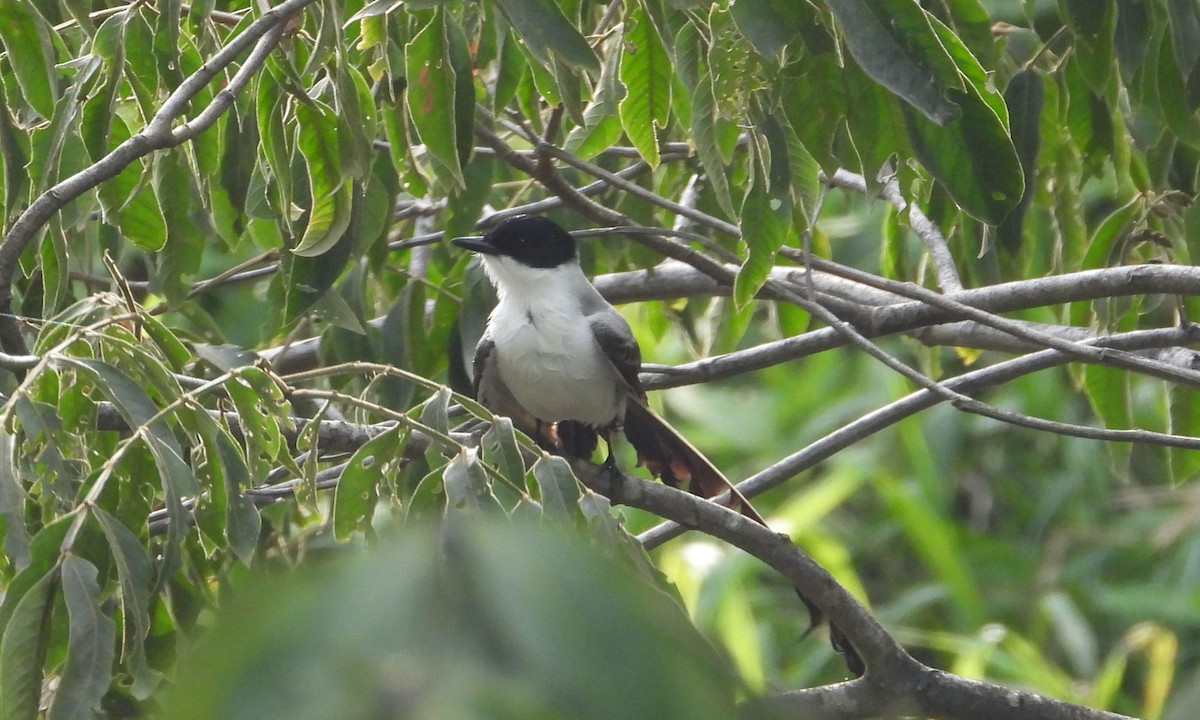 Fork-tailed Flycatcher - ML615351728