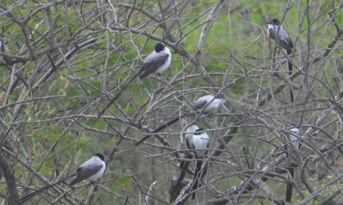 Fork-tailed Flycatcher - ML615351729