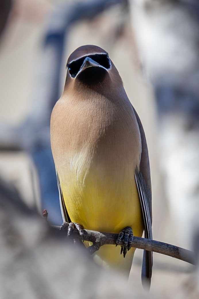 Cedar Waxwing - ML615351745