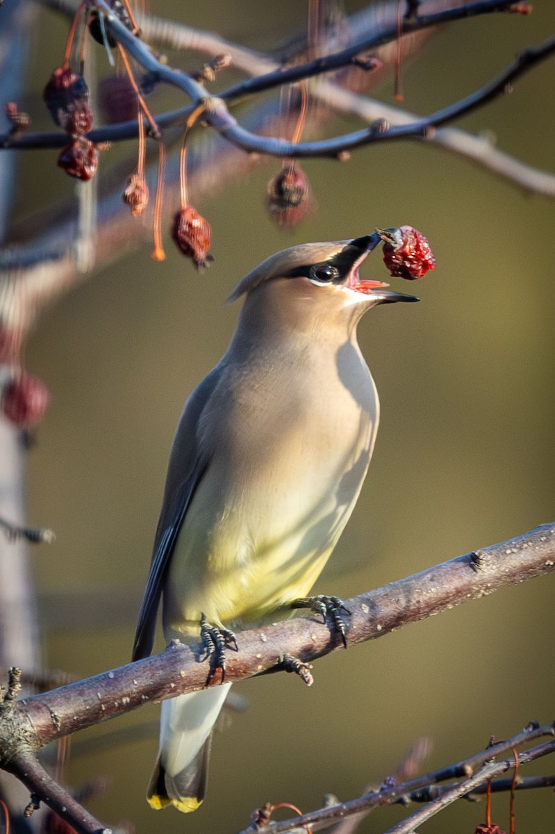 Cedar Waxwing - ML615351747