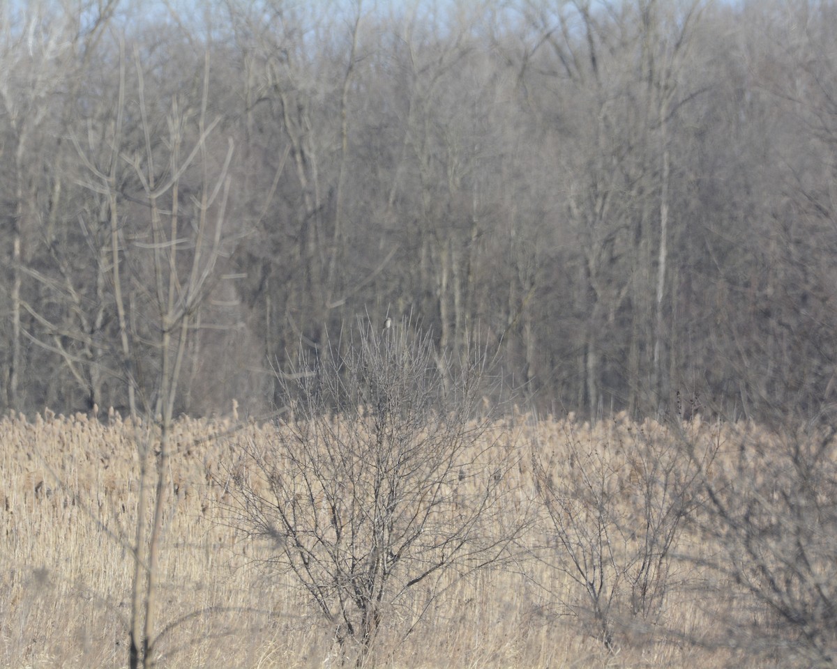 Northern Shrike - David Kennedy