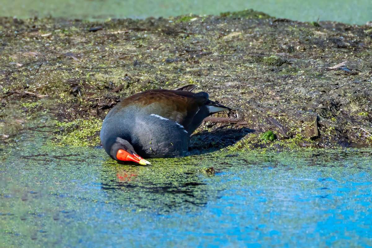 Gallinule d'Amérique - ML615351762