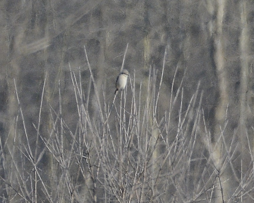 Northern Shrike - ML615351767