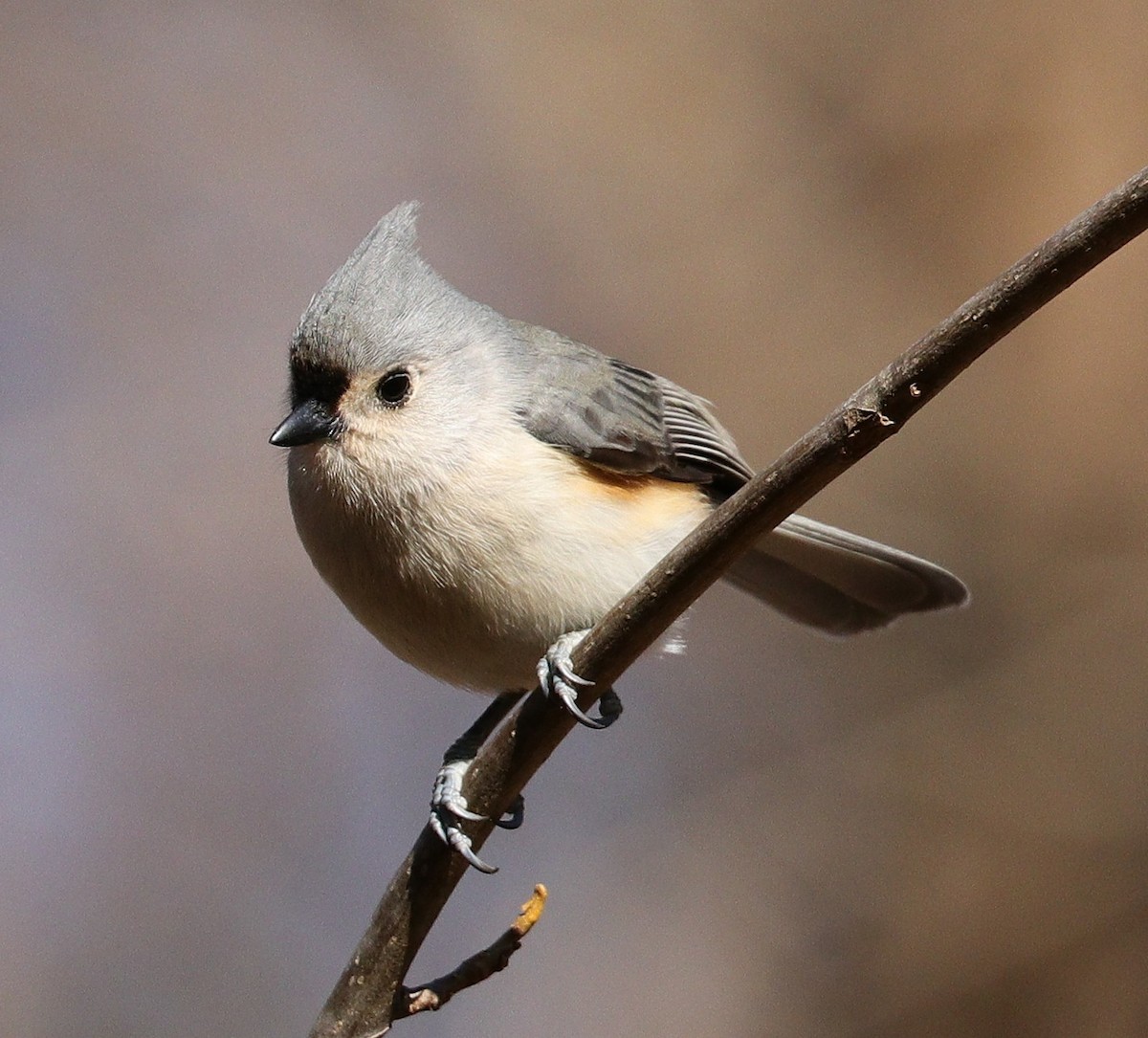 Tufted Titmouse - ML615351795