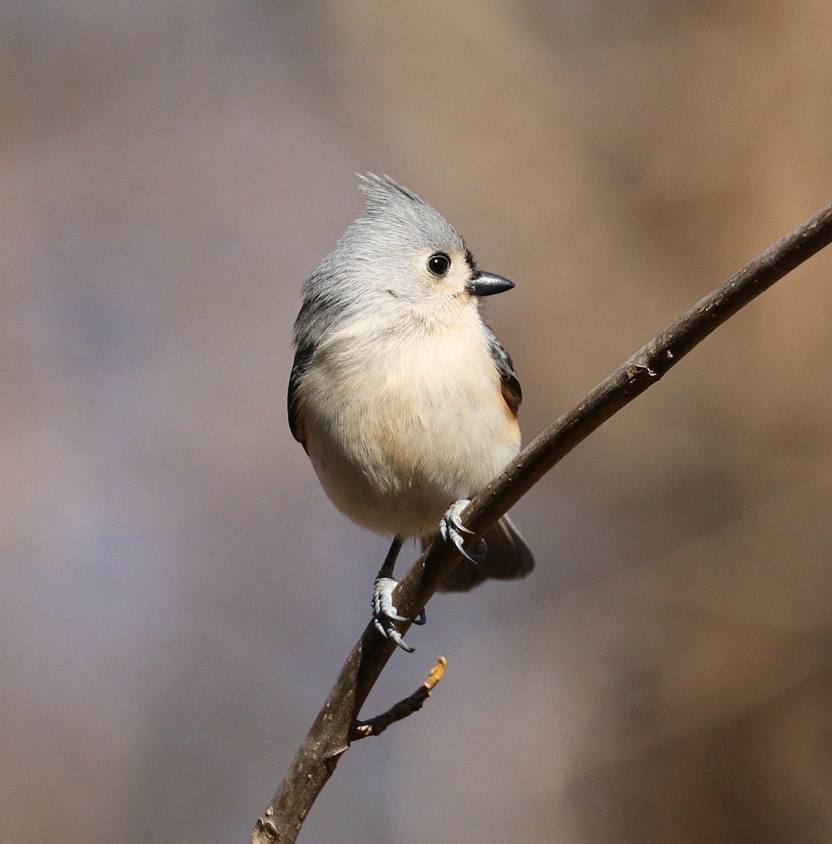Tufted Titmouse - ML615351797