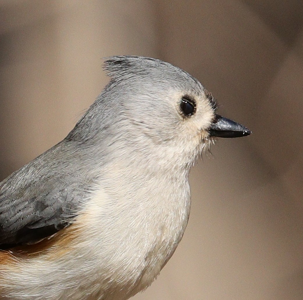 Tufted Titmouse - ML615351806