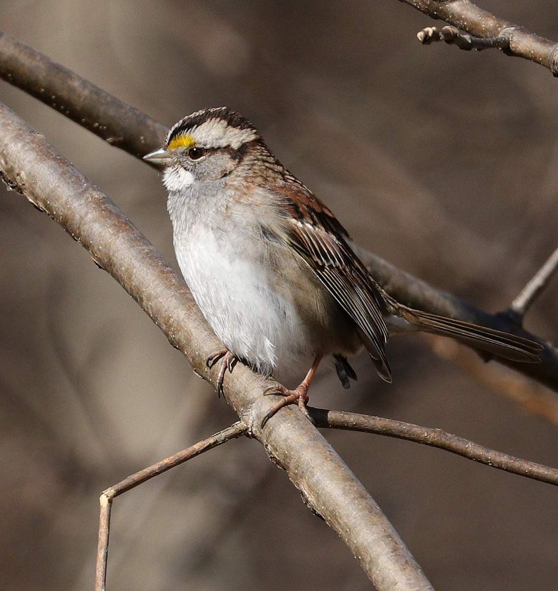 White-throated Sparrow - ML615351876
