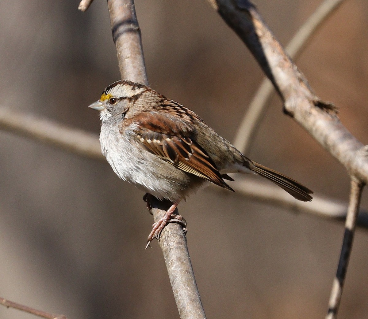 White-throated Sparrow - ML615351892