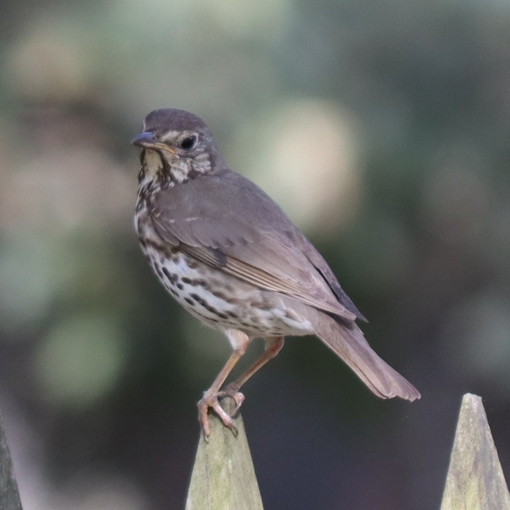 Song Thrush - Oğuzhan Değirmenci