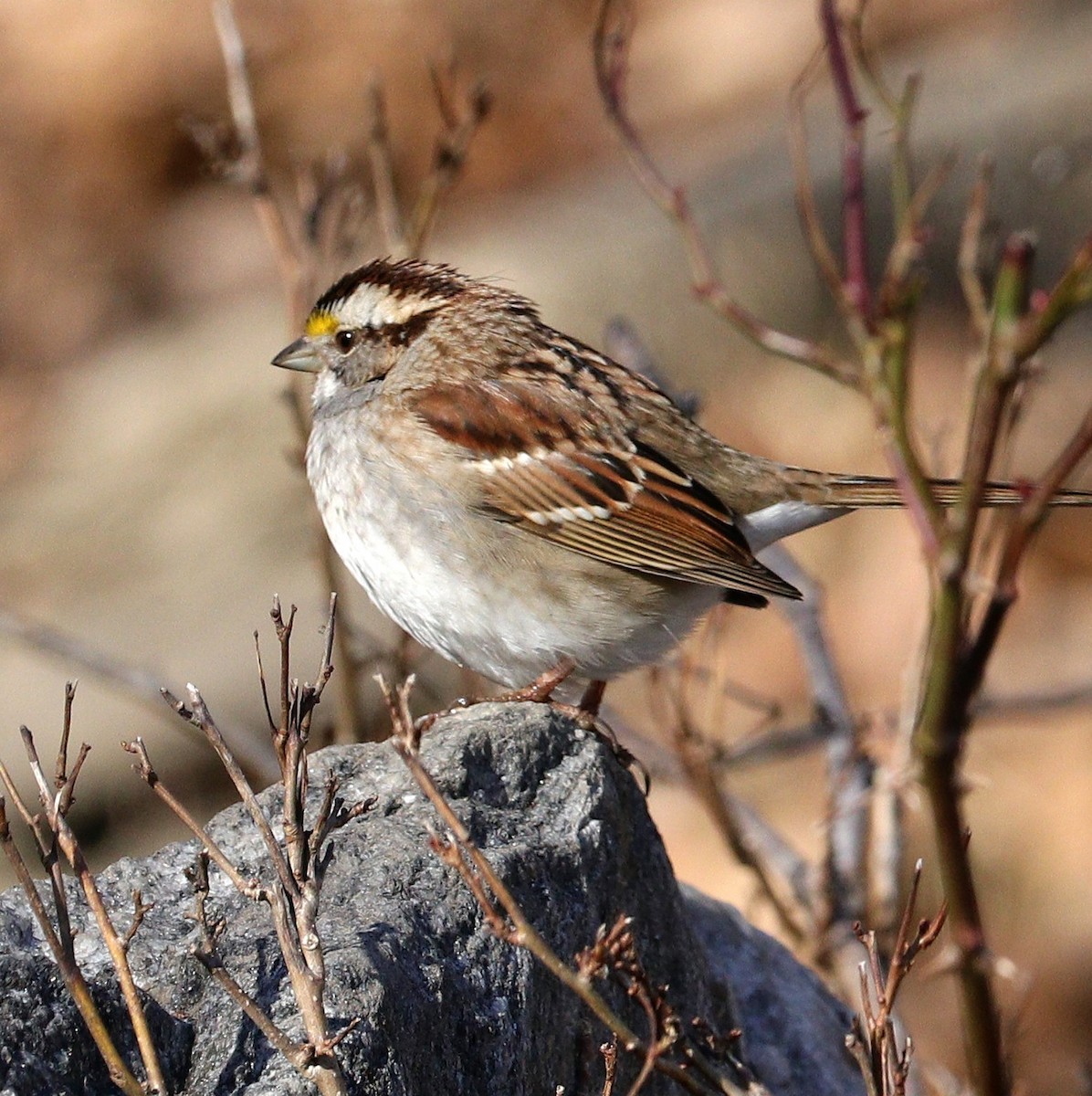White-throated Sparrow - ML615351899