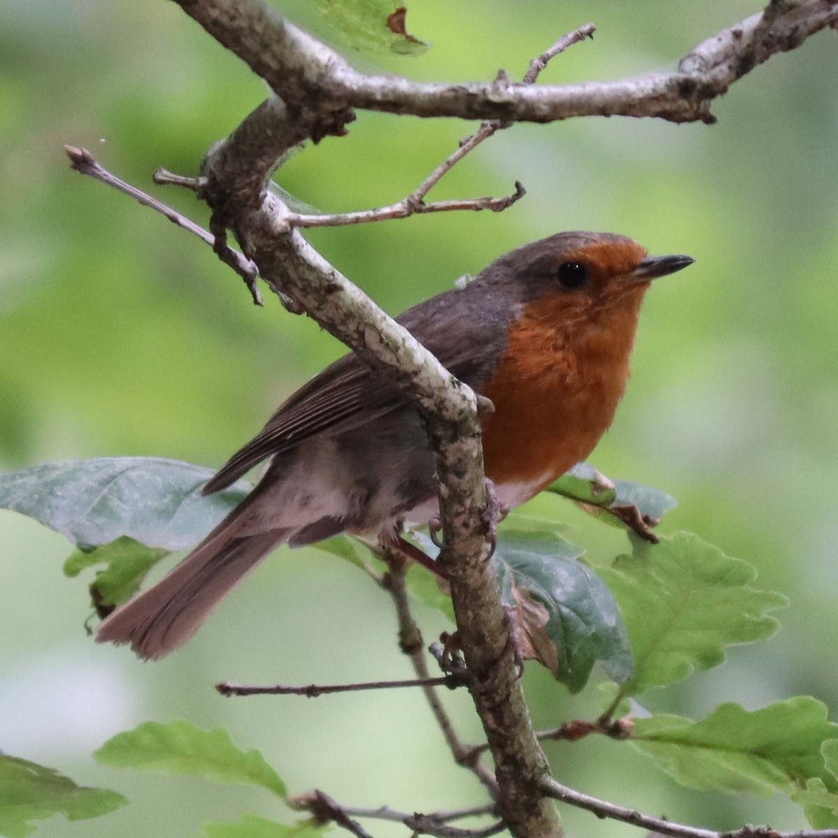 European Robin - ML615351900