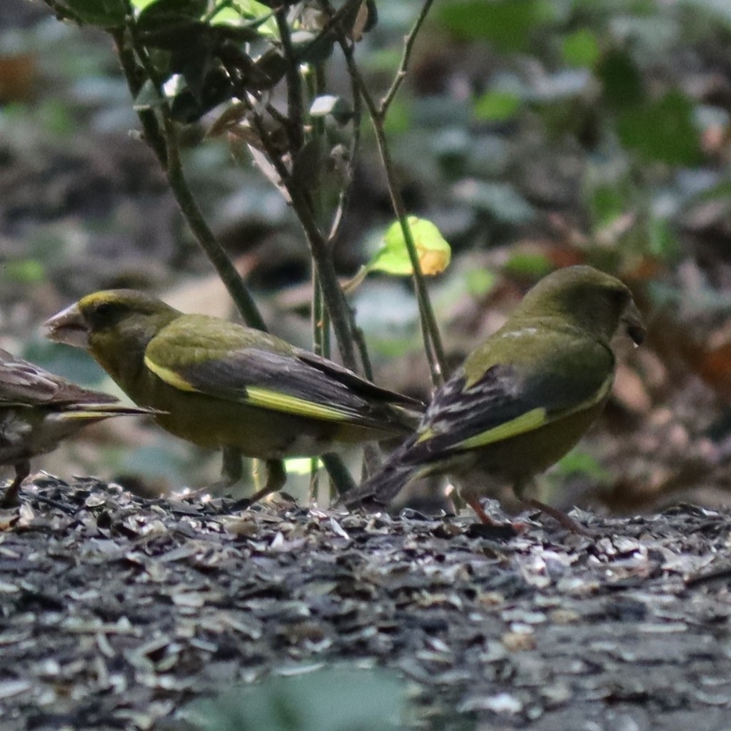 European Greenfinch - Oğuzhan Değirmenci