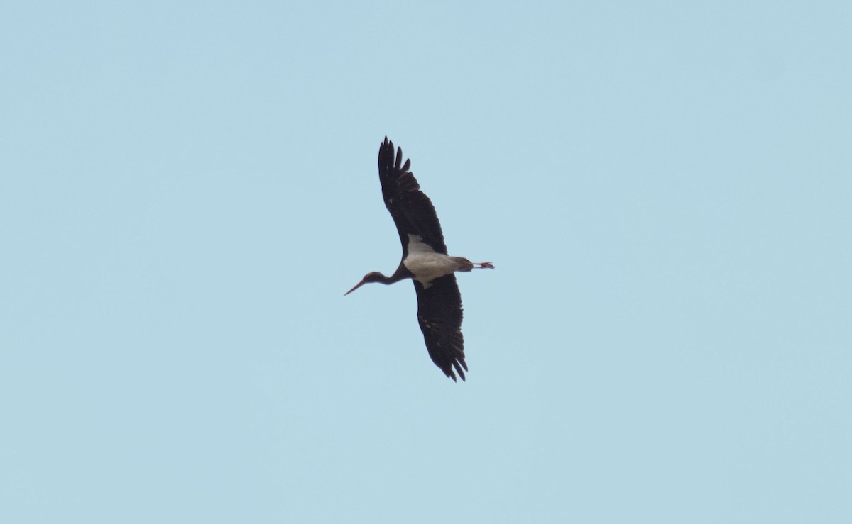 Black Stork - ML615351997