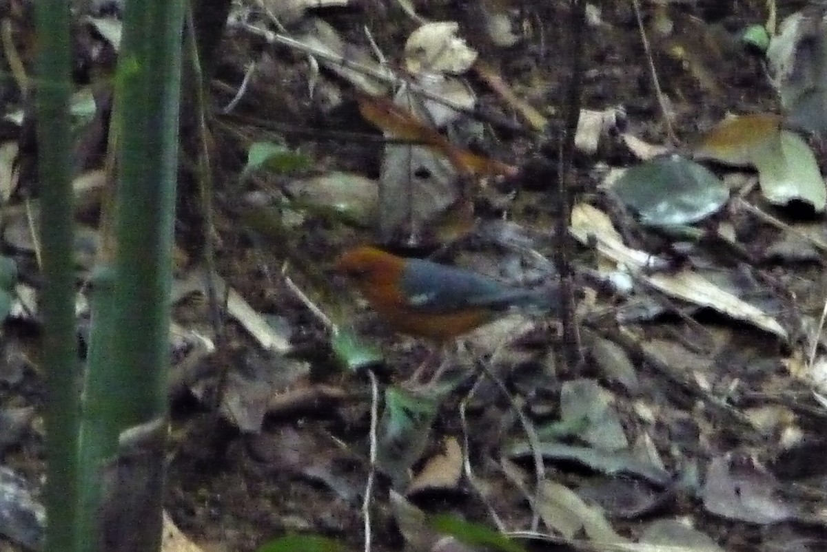 Orange-headed Thrush - Bob Hargis