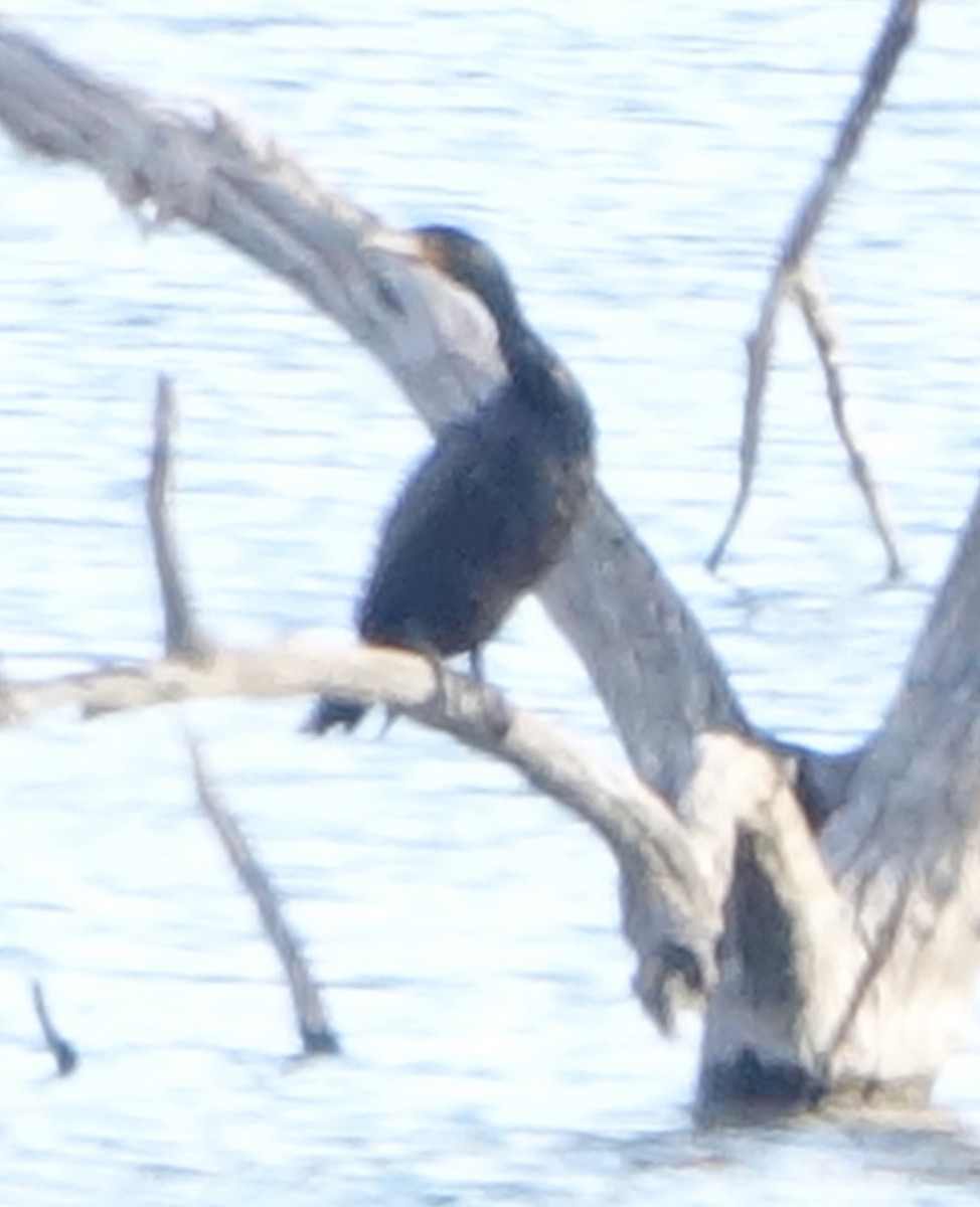 Double-crested Cormorant - ML615352011