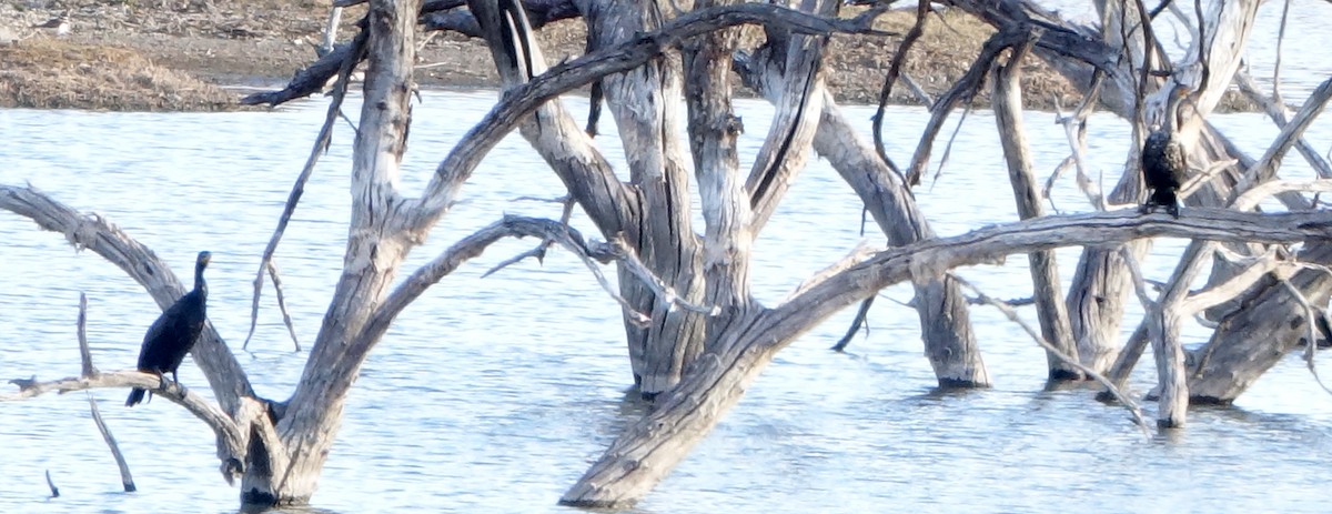 Double-crested Cormorant - ML615352015