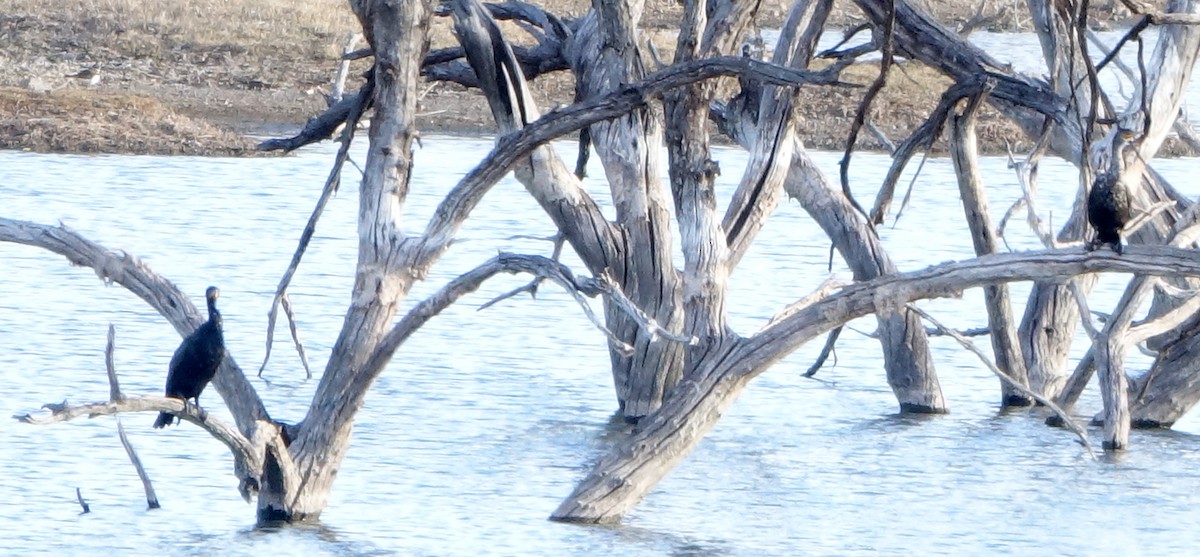 Double-crested Cormorant - ML615352016