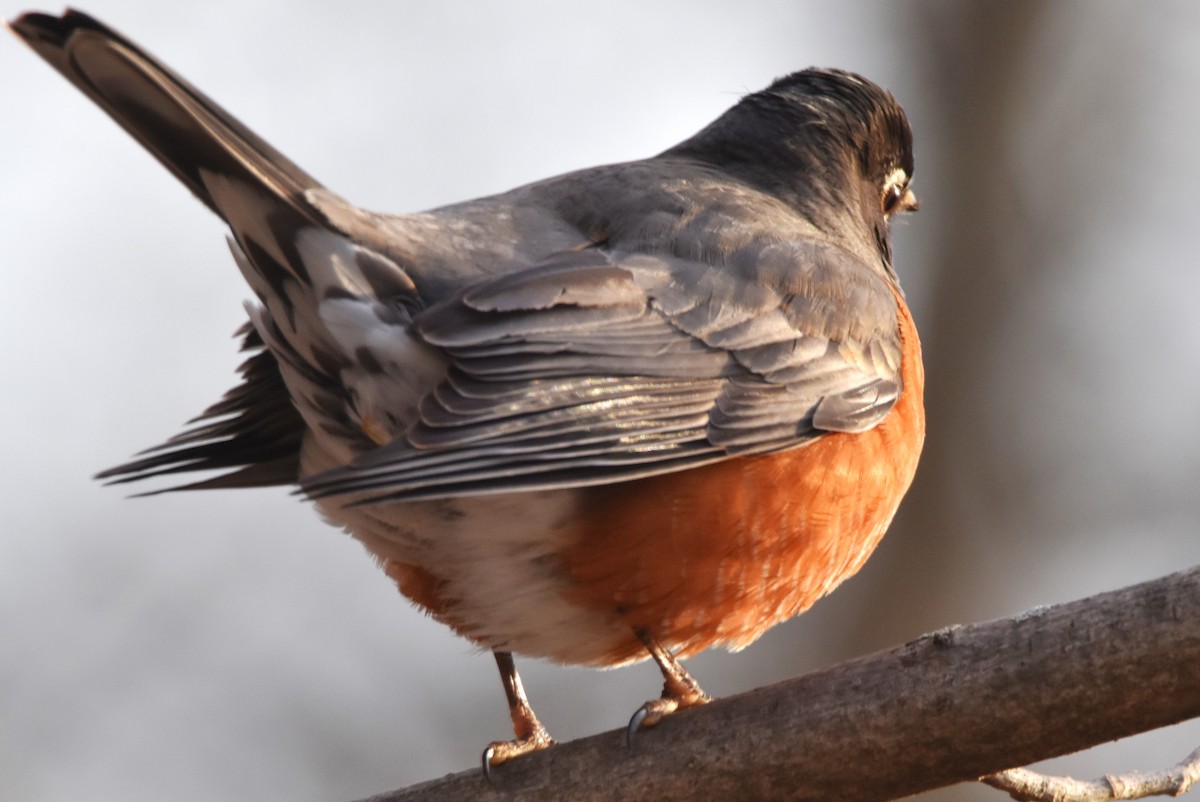 American Robin - ML615352018