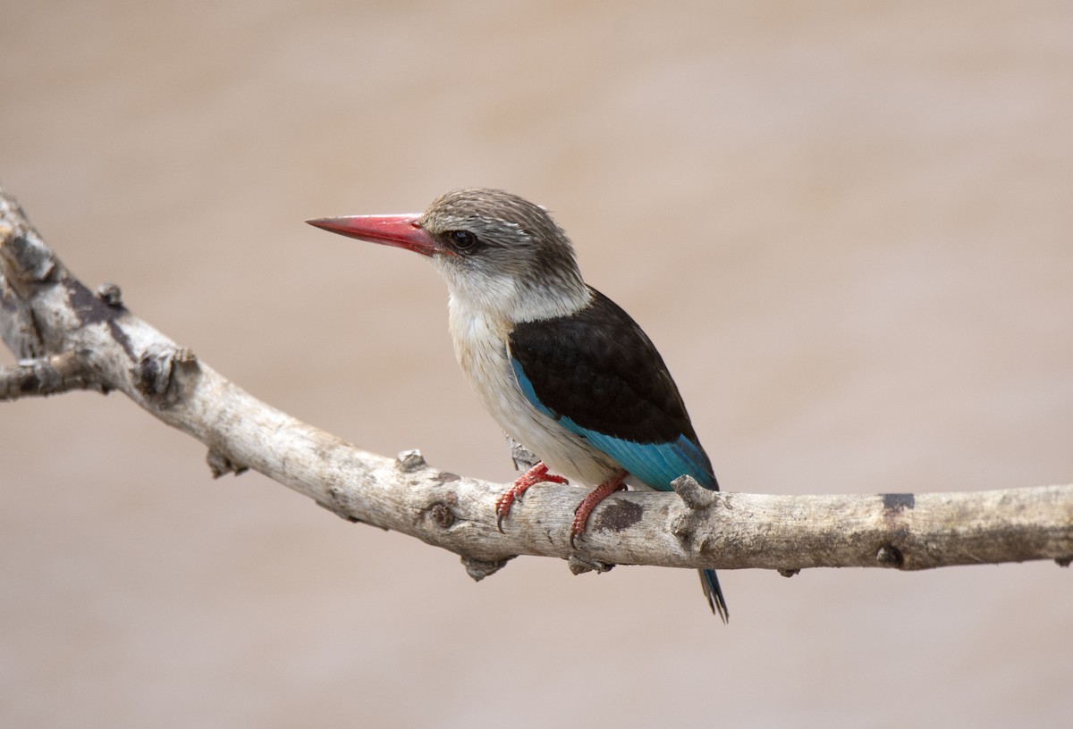 Brown-hooded Kingfisher - ML615352028