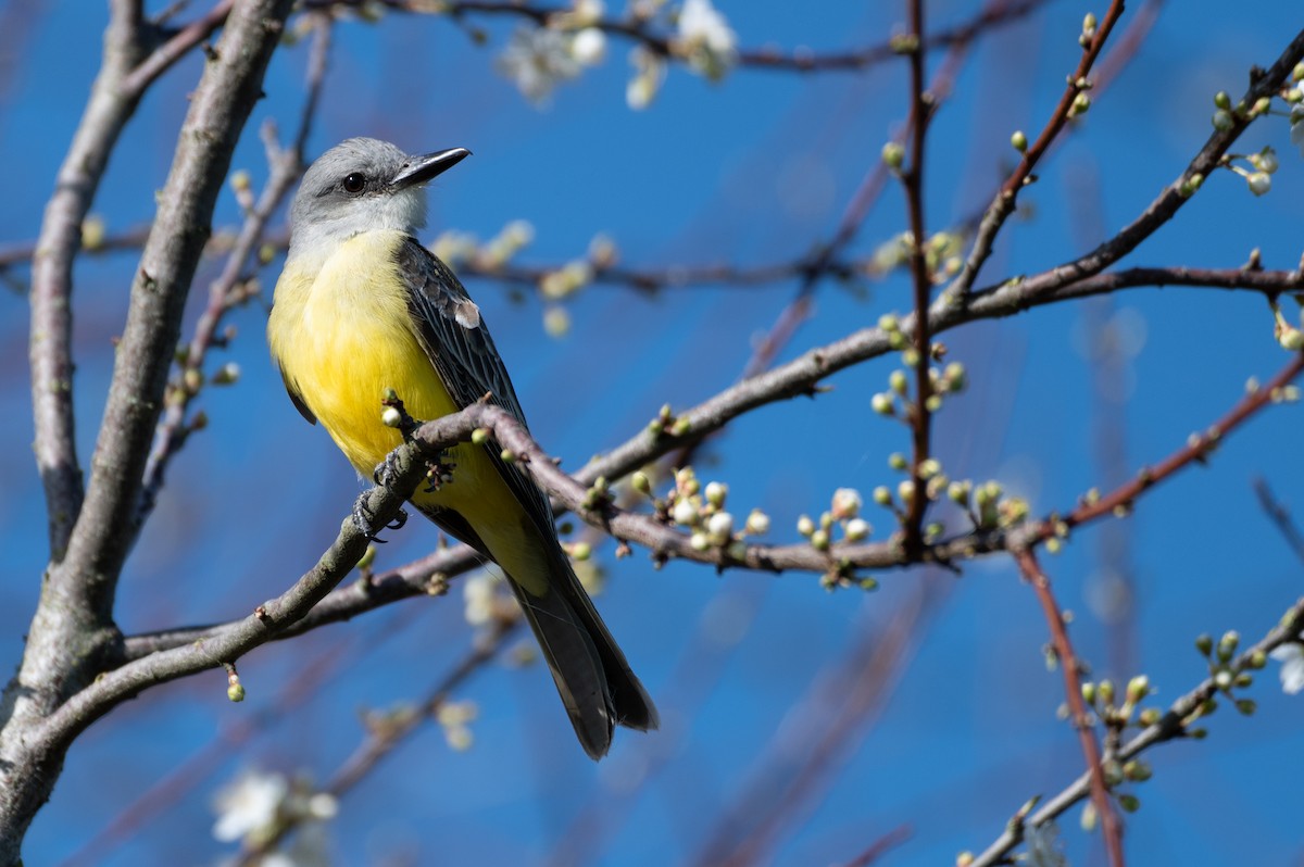 Tropical Kingbird - ML615352036