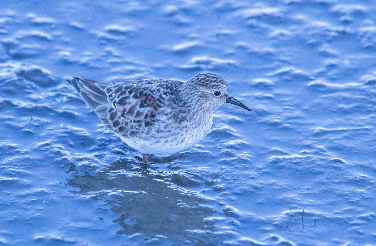 Least Sandpiper - ML615352045