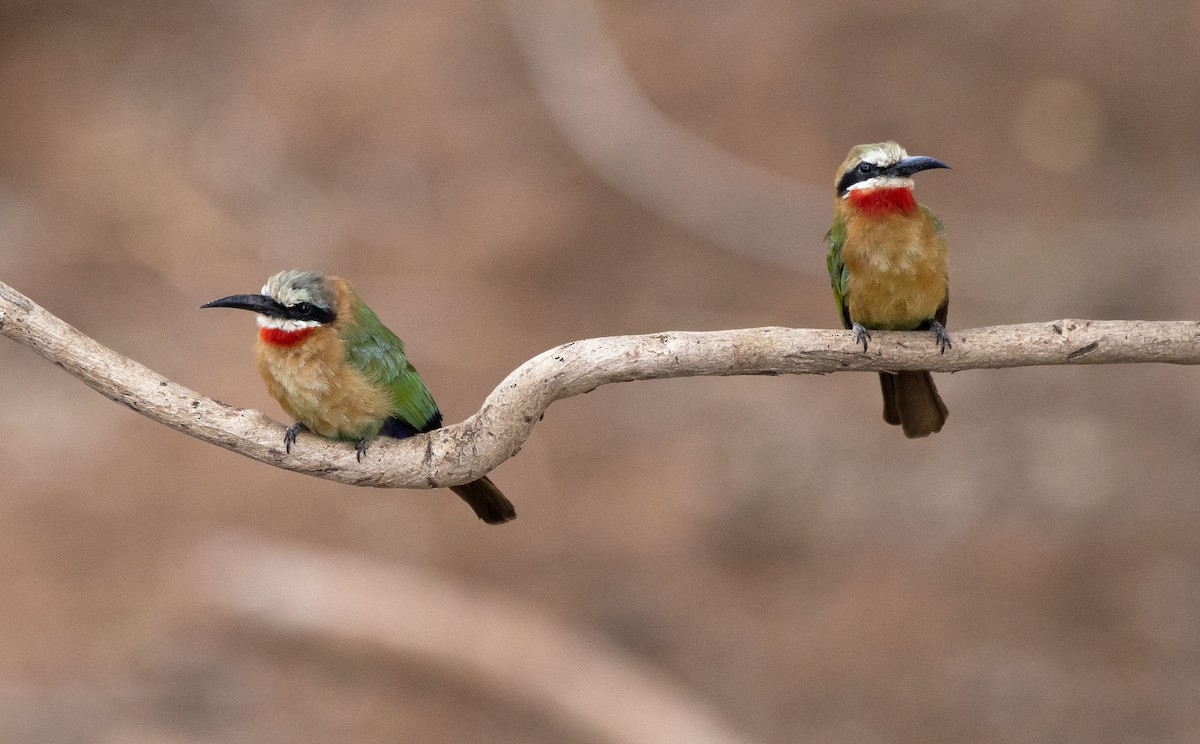 White-fronted Bee-eater - Antonio Ceballos Barbancho