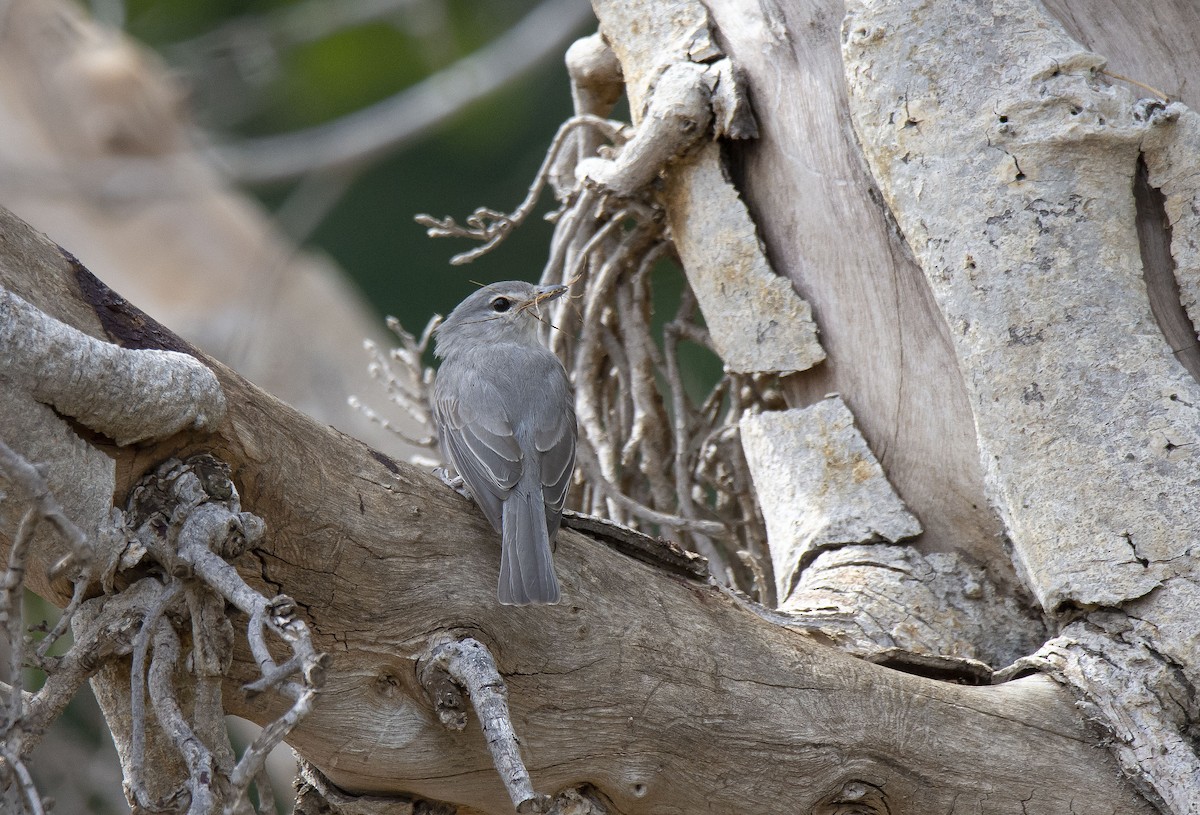 Ashy Flycatcher - ML615352062