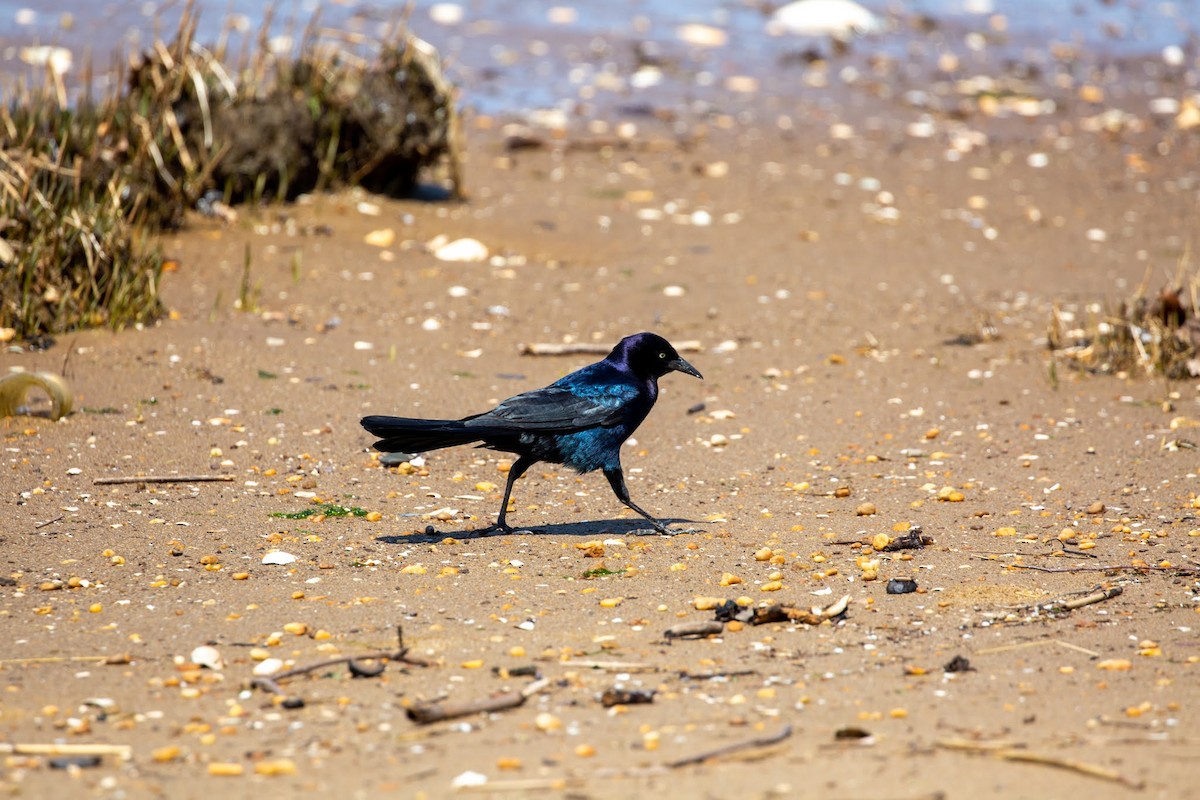 Boat-tailed Grackle - ML615352086