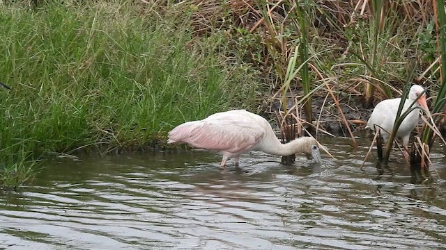 Roseate Spoonbill - ML615352102