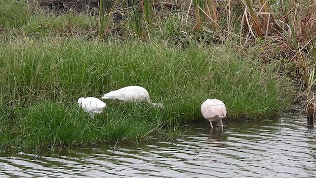 White Ibis - ML615352104