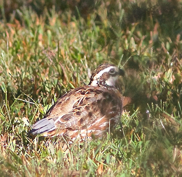 Northern Bobwhite - ML61535211