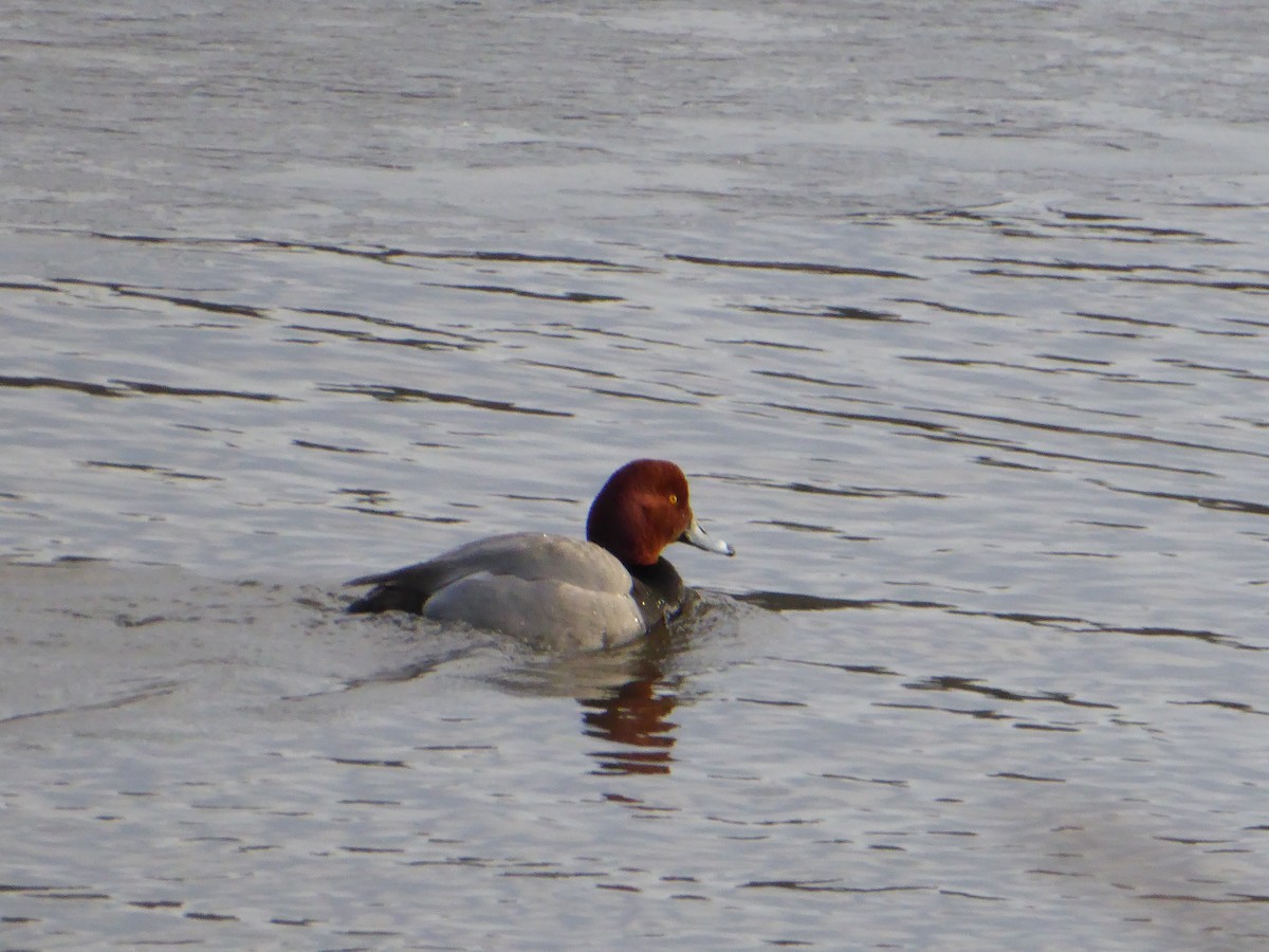 Redhead - ML615352126