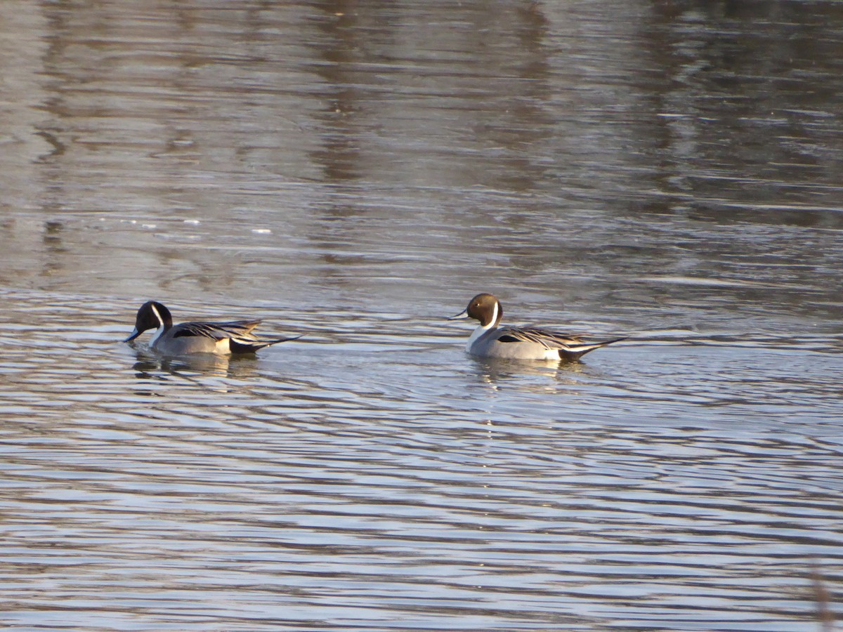 Northern Pintail - ML615352133