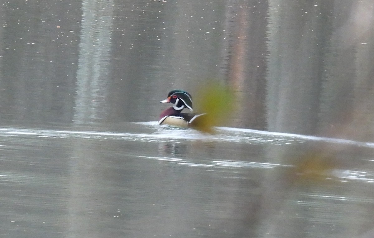 Wood Duck - ML615352149