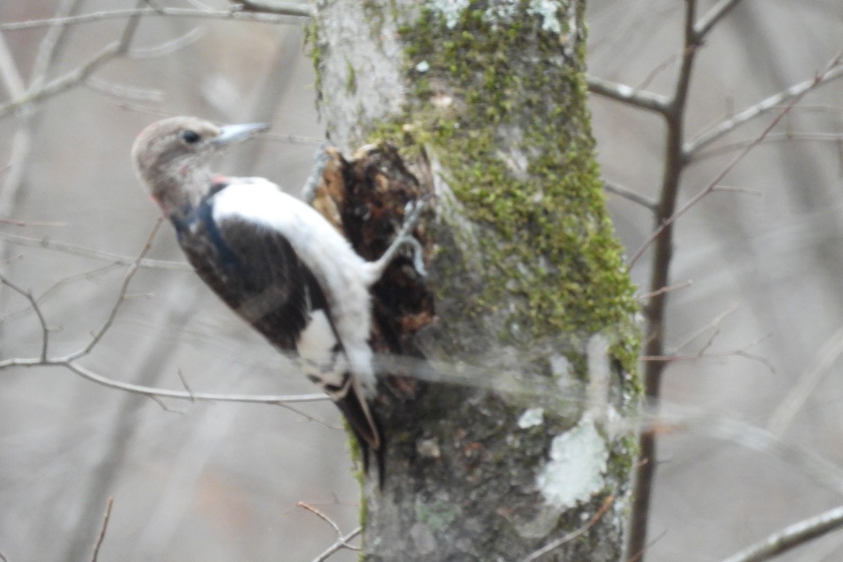 Red-headed Woodpecker - ML615352154