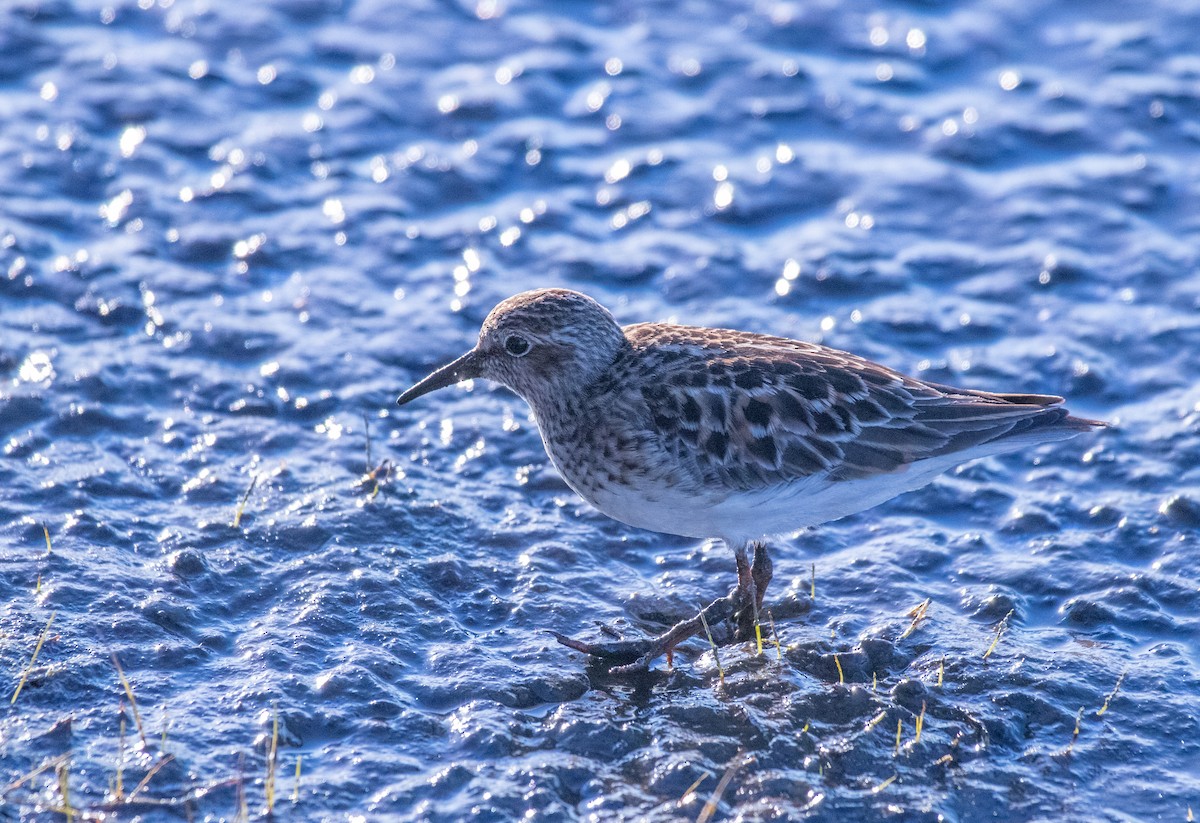 Least Sandpiper - ML615352185