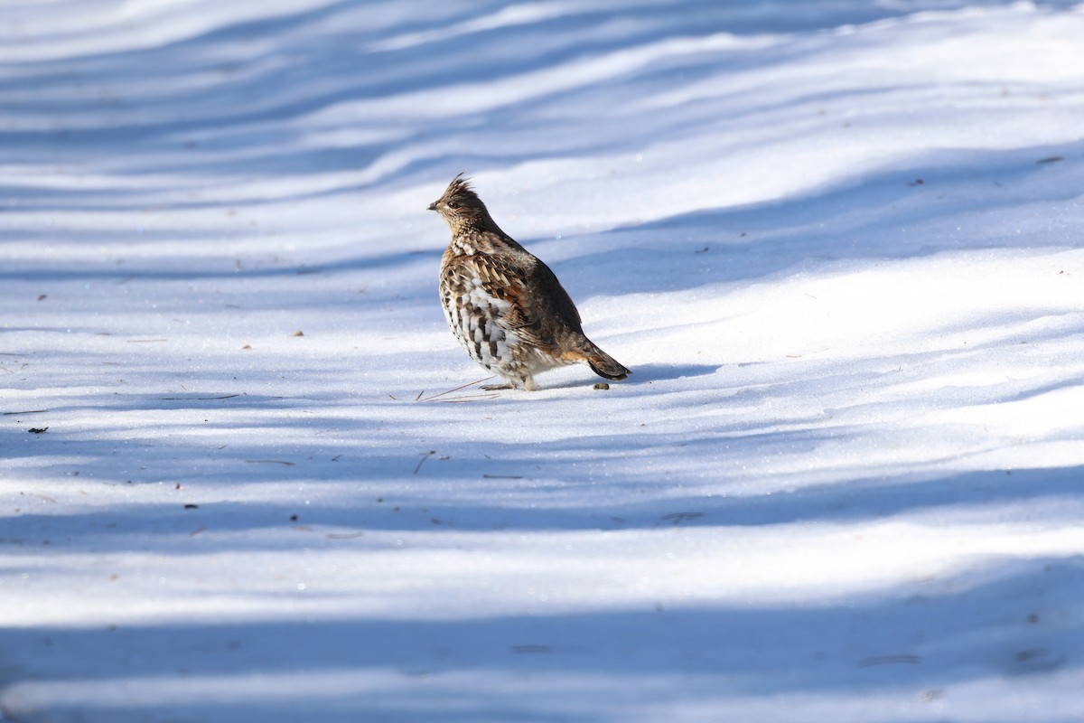 Ruffed Grouse - ML615352225