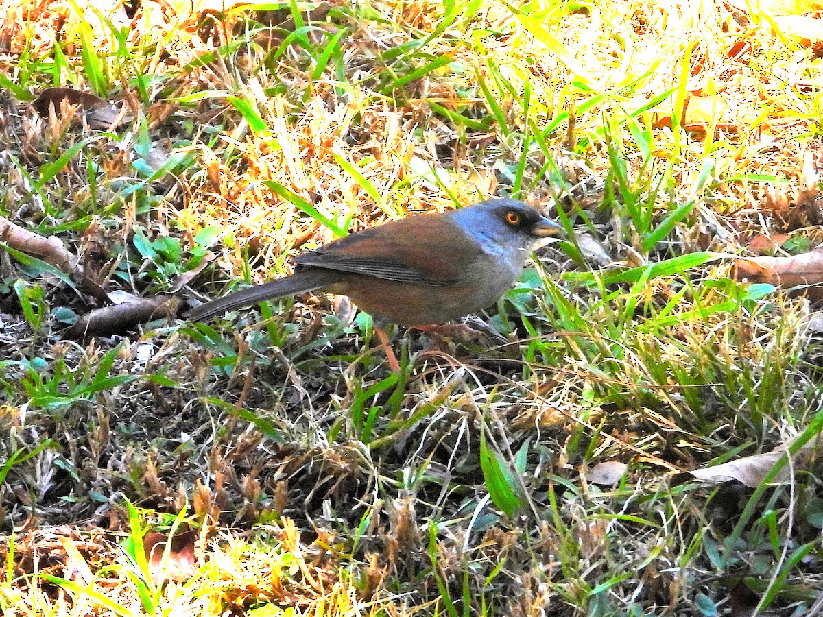 Yellow-eyed Junco - ML615352294