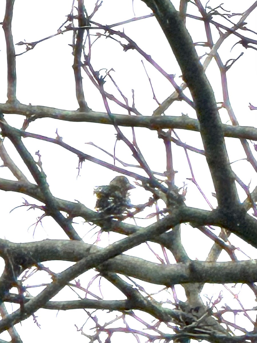 Hawfinch - Gaurav Manglik