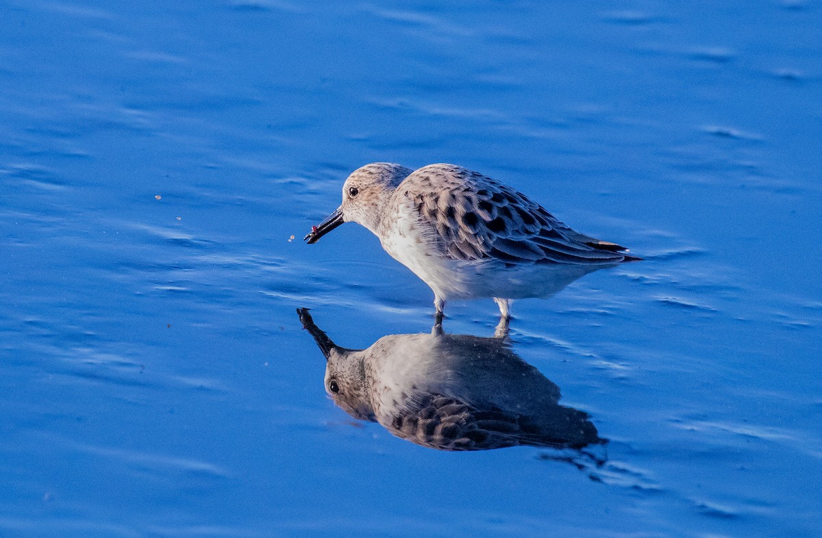 Least Sandpiper - ML615352374