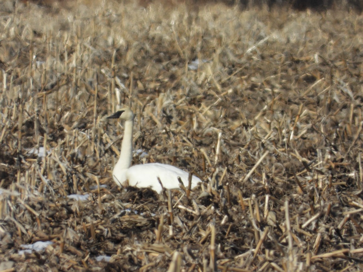 Trumpeter Swan - ML615352384