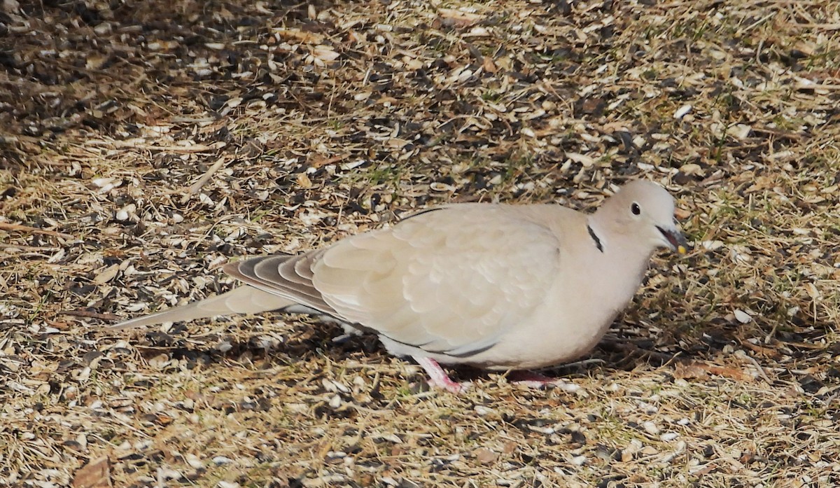 tyrkerdue - ML615352450