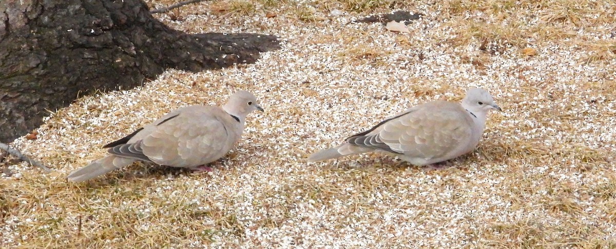 tyrkerdue - ML615352451