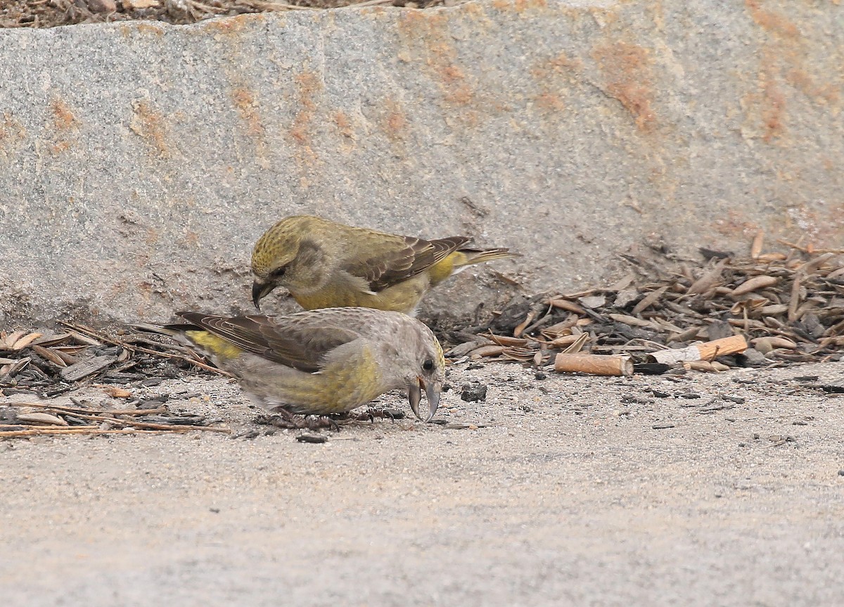 Red Crossbill - ML615352500