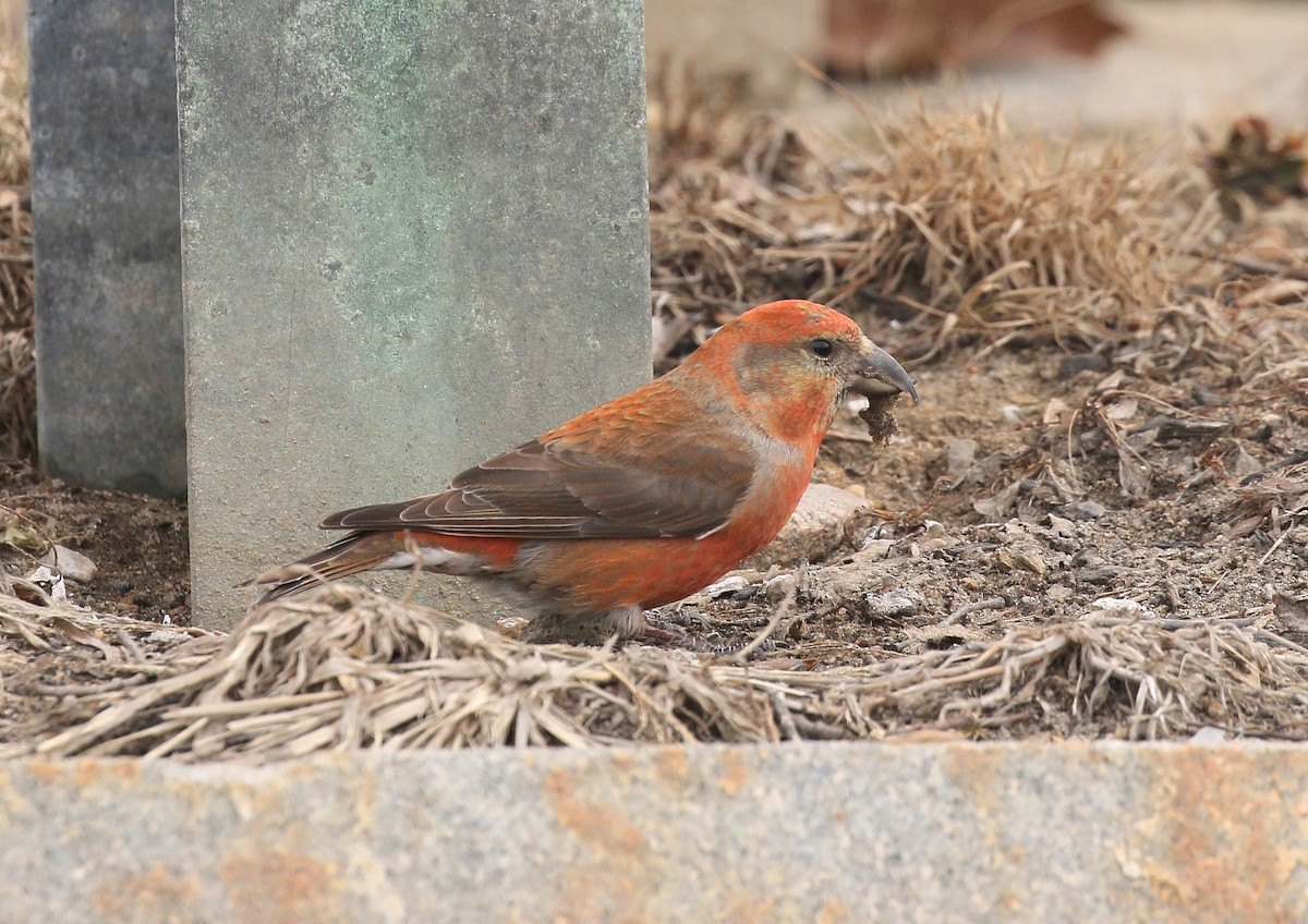 Red Crossbill - ML615352501