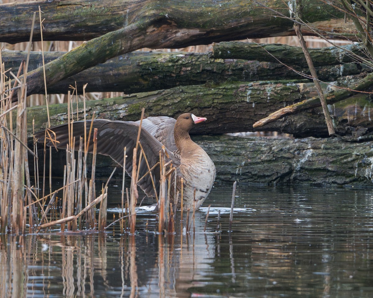 Greater White-fronted Goose - ML615352503